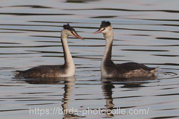 カンムリカイツブリ 2025.12.01