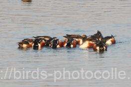 ハシビロガモ　2026.02.12