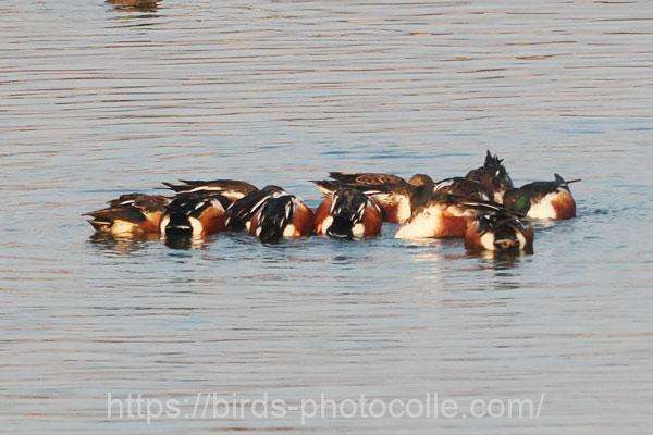 ハシビロガモ　2026.02.12