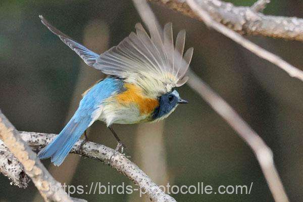 ルリビタキ　2026.03.20