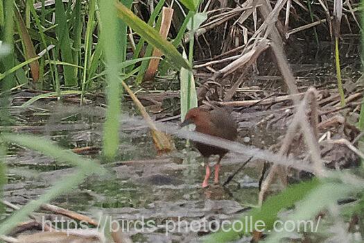 ヒクイナ　2023.06.06