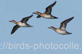 トモエガモ　2025.11.17