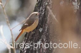 ジョウビタキ 2025.03.20