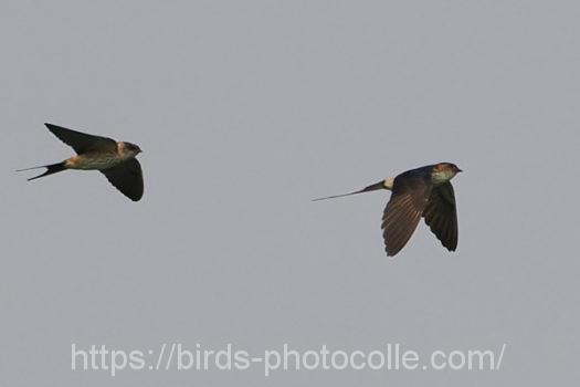 コシアカツバメ220829