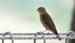 知多半島のキビタキ191004