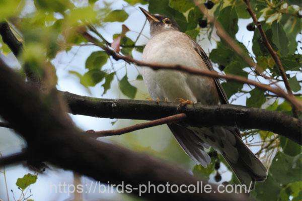 シロハラ　2025.12.25