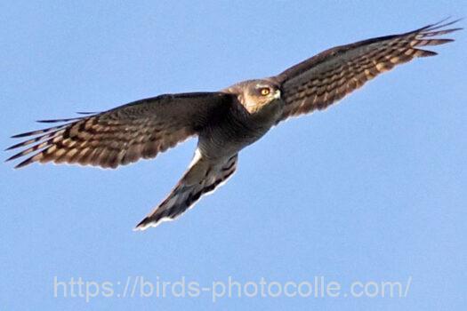 ハイタカ　2023.12.27