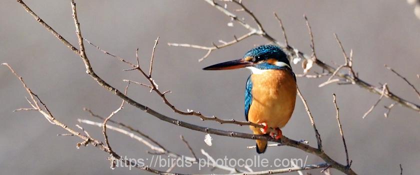 勅使池のカワセミ５topimg