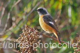 ジョウビタキ♂　2025.12.23