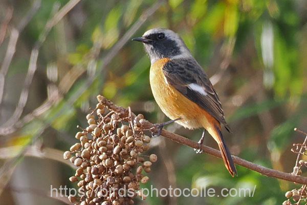 ジョウビタキ♂　2025.12.23