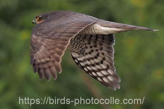 ハイタカ　2024.01.19