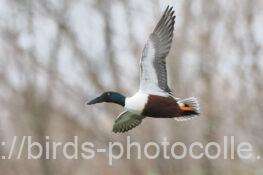 ハシビロガモ　2026.01.29