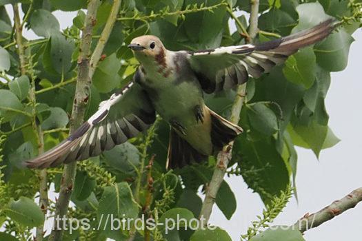 コムクドリ220427-1