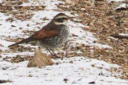 ツグミ　2026.01.12