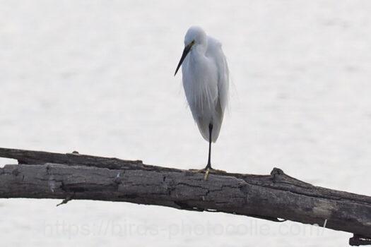 コサギ　2024.08.24