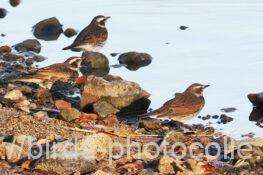 給水と水浴びツグミ　2025.12.16