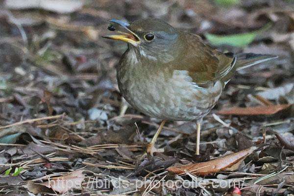 シロハラ　2026.02.10