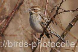 オオジュリン　2026.02.18