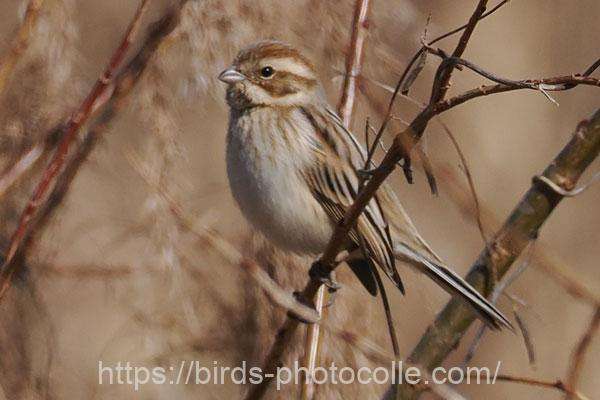 オオジュリン　2026.02.18