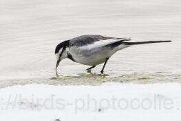 ハクセキレイ　2026.01.12