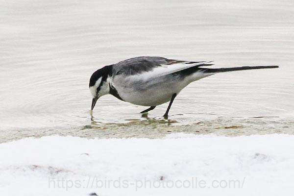 ハクセキレイ　2026.01.12