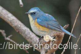 ルリビタキ　2026.01.27