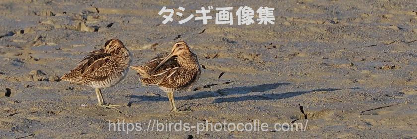 勅使池 タシギ