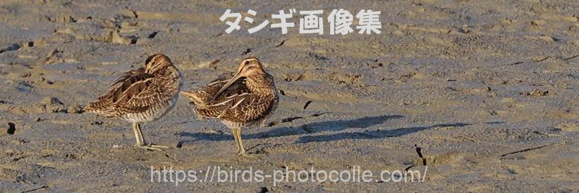 勅使池　タシギ