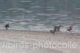 オナガガモが去って目立つトモエガモ　2026.02.27