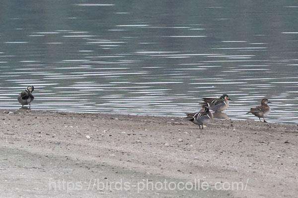 オナガガモが去って目立つトモエガモ　2026.02.27
