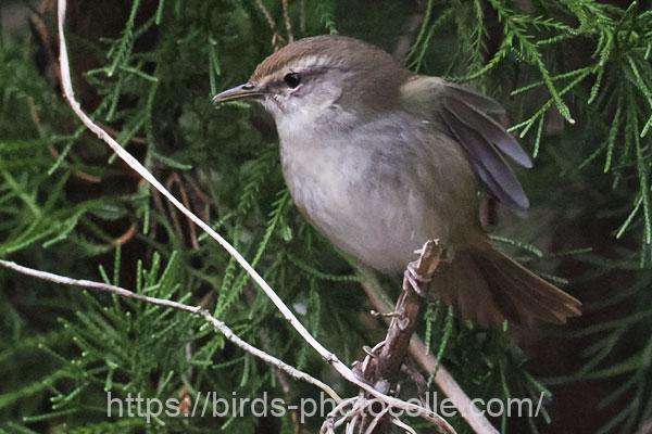 ウグイス 2026.03.02