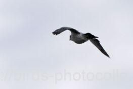 オオタカ 2025.09.23