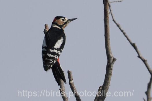 アカゲラ221117