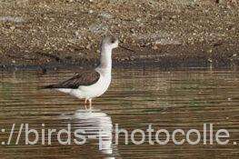 セイタカシギ　2025.11.22