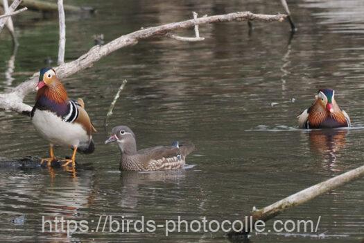 オシドリ　2025.04.10