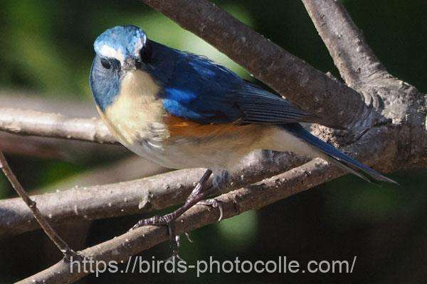 ルリビタキ 2026.03.09