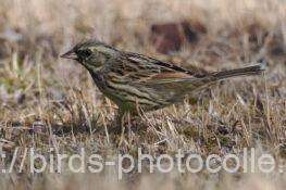 アオジ　2026.02.21