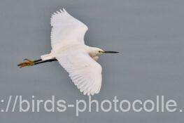 コサギ　2026.02.24