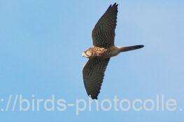 チョウゲンボウ　2025.11.04