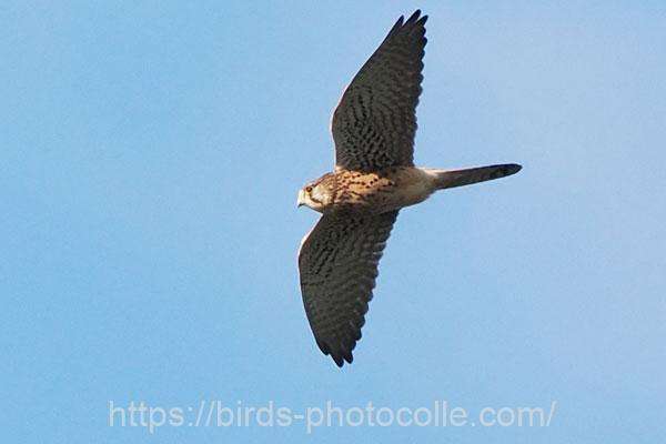 チョウゲンボウ 2025.11.04