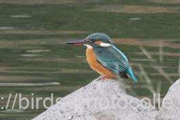 カワセミ　2025.12.10