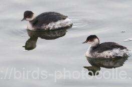 6羽点在ハジロカイツブリ 　2025.12.13