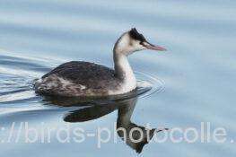 カンムリカイツブリ　2026.02.21