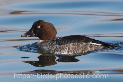 ホオジロガモ　2025.01.13