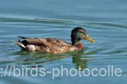 マガモ 2025.07.14