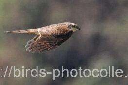 ハイタカ　2026.03.10