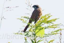 ホオジロ　2025.10.08