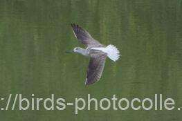 アオアシシギ　2025.10.15