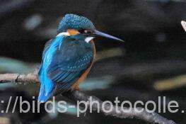 カワセミ　2026.01.31