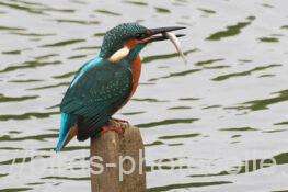 カワセミ　2025.11.13